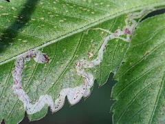 Agromyzidae Leafminer Fly upperside mine on Hairy Beggarticks