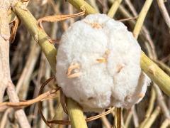 (Cotton-gall Tephritid) gall on Rubber Rabbitbrush