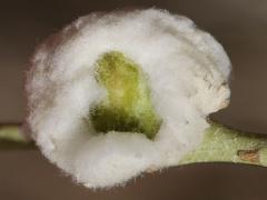 (Cotton-gall Tephritid) open gall on Rubber Rabbitbrush