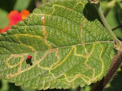 (Herring-bone Leafminer Fly) upperside mine on Common Lantana