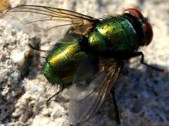 (Common Greenbottle Fly) dorsal