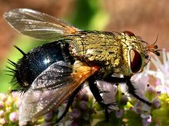 (Hornworm Tachinid Fly) female dorsal