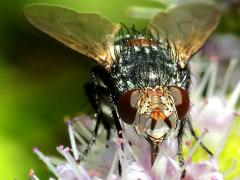 (Winthemia Bristle Fly) female face