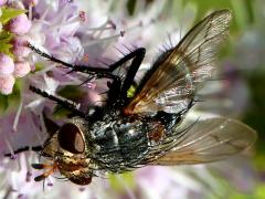 (Winthemia Bristle Fly) female lateral