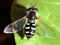 (Large-tailed Aphideater) female dorsal