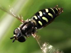 (Large-tailed Aphideater) female flying