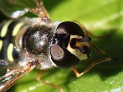 (Large-tailed Aphideater) female head