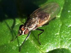 (Muscoid Fly) dorsal