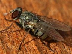 (Muscoid Fly) profile