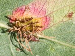 Cedar-Hawthorn Rust underside aecia on Callery Pear