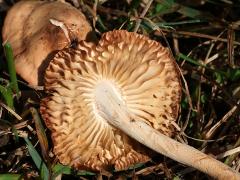 (Fairy Ring Marasmius) underside