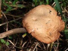 (Fairy Ring Marasmius) upperside