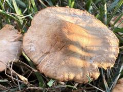 (Fairy Ring Marasmius) upperside