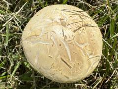 (Agrocybe Gilled Mushroom) upperside