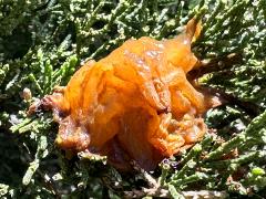 Cedar-Apple Rust side gall on Eastern Red Cedar