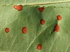 (Cherry Leaf Spot) underside on Black Cherry