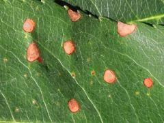 (Cherry Leaf Spot) upperside on Black Cherry