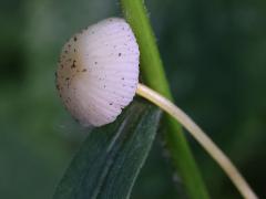 (Walnut Mycena) upperside