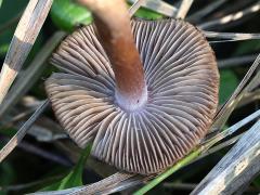 (Red Edge Brittlestem) underside