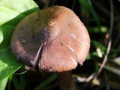 (Red Edge Brittlestem) upperside