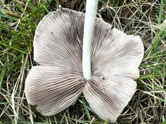 (Pale Brittlestem) underside