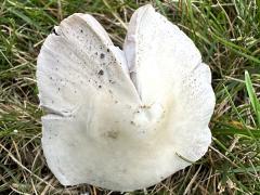 (Pale Brittlestem) upperside