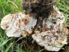 (Ganoderma Bracket) underside