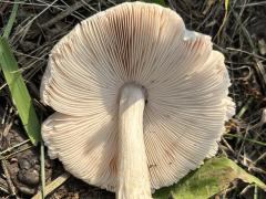 (Deer Mushroom) underside