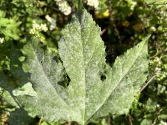 (Ambrosiae Powdery Mildew) on Giant Ragweed