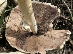 (Pale Brittlestem) underside