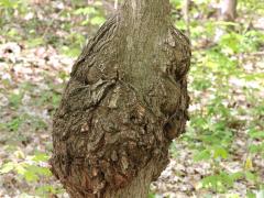 (Eutypella Canker) canker on Sugar Maple