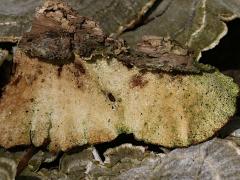 (Turkey-Tail) pale underside