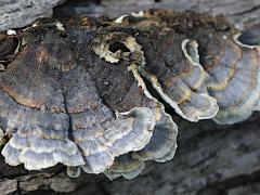 (Turkey-Tail) upperside