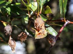 (Cedar-Quince Rust) tubes on Cockspur Hawthorn