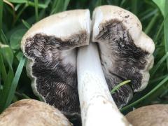 (Coprinopsis Inkcap) underside