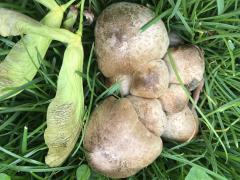 (Coprinopsis Inkcap) upperside