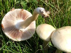 (Agrocybe Gilled Mushroom) underside