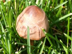 (Coprinopsis Inkcap) upperside