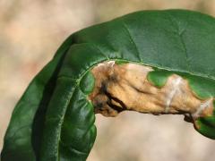 (Ash Anthracnose) on Green Ash