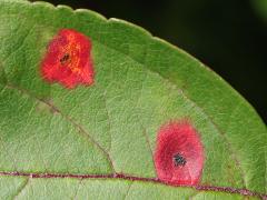 (Cedar-Quince Rust) upperside spots on Crab Apple