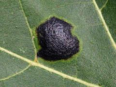 (American Tar Spot) on Silver Maple