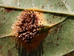 (Cedar-Hawthorn Rust) underside aecia on Prairie Crabapple