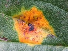 Cedar-Hawthorn Rust upperside spots on Prairie Crabapple