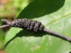 (Black Knot) on Serviceberry