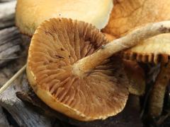 (Common Fieldcap) underside