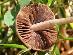 (Mower's Mushroom) underside