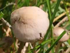 (Mower's Mushroom) upperside