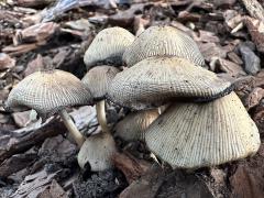 (Common Ink Cap) upperside