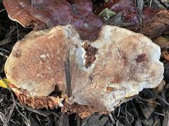 (Lingzhi Bracket) underside on Honey Locust