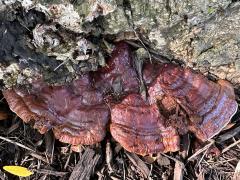 (Lingzhi Bracket) upperside on Honey Locust